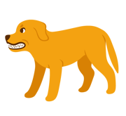 chien montrant de l'agressivité